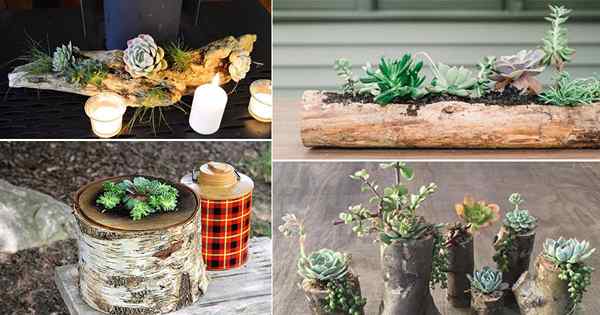 14 Idea Penanam Succulent Wood Diy