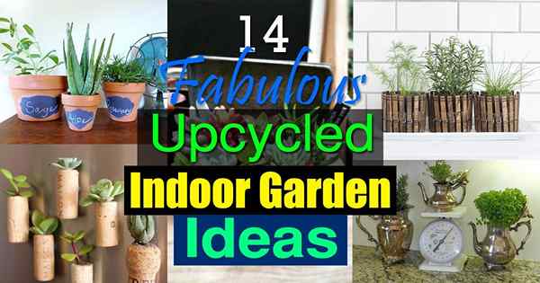 14 fabelhafte Upcycled Indoor -Garten -Ideen