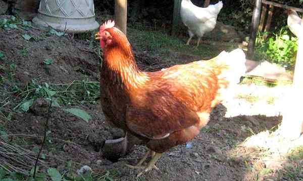 14 façons de poulets d'arrière-cour sauf votre jardin et le monde