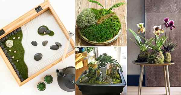 15 Idées de jardin intérieur impressionnantes pour voler au Japon