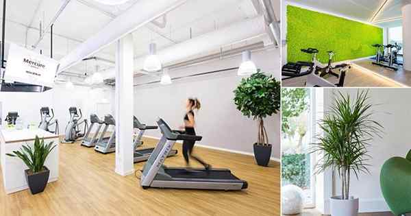 15 mejores plantas para el gimnasio | Plantas de interior para el gimnasio en casa