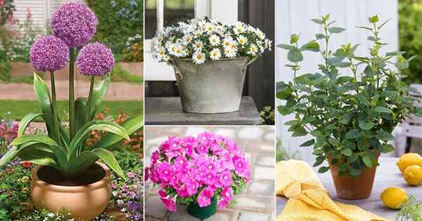 15 plantas repelentes de insetos para insetos gratuitos em casa e jardim