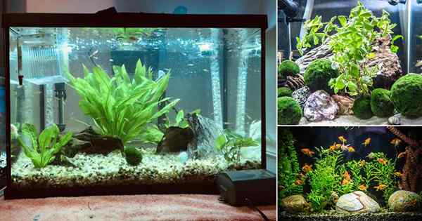 15 tanques de peixes criativos com idéias de plantas