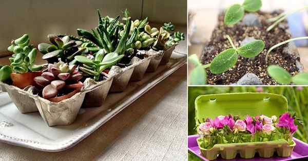 15 DIY Egg Carton utilise et artisanat pour les jardiniers