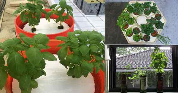 15 idéias de jardim de ervas hidropônicas DIY