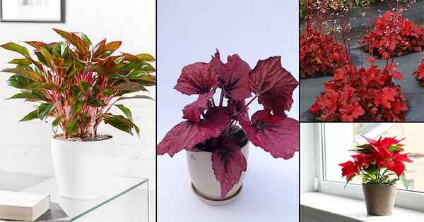 15 plantes intérieures rouges impressionnantes | Plantes d'intérieur avec feuilles rouges