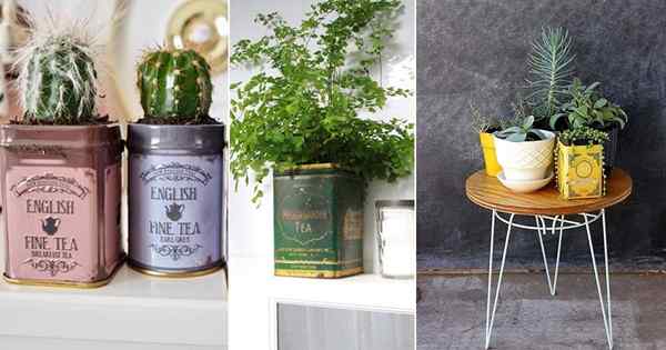 15 latas de té viejas convertidas en fabulosas casas de plantas de interior