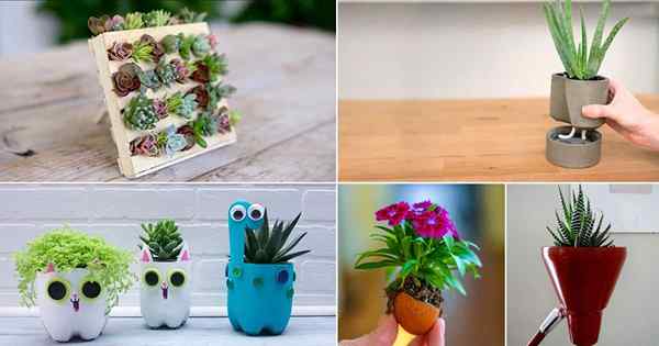 15 mini jardins elegantes para decoração exclusiva