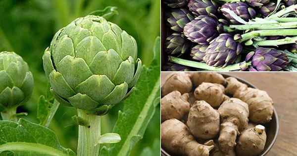 15 Jenis Artichokes | Varieti tumbuhan artichoke terbaik