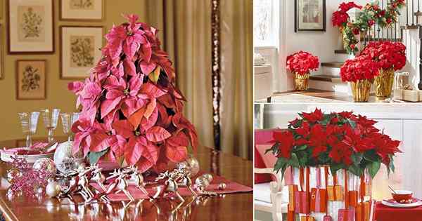 16 idéias atraentes para decorar sua casa com poinsettias