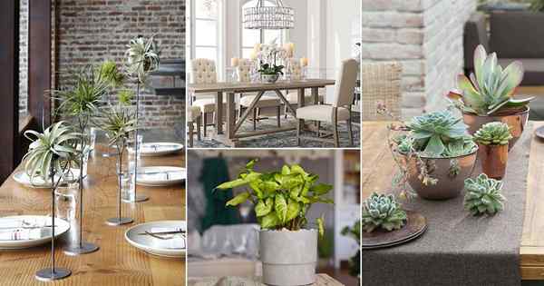 16 meilleures plantes d'intérieur pour salle à manger