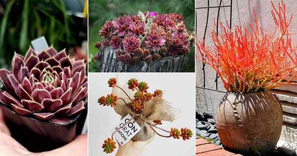 16 meilleures succulentes rouges | Disqueurs avec pointes rouges