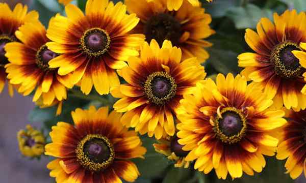 16 fleurs qui ressemblent à des tournesols