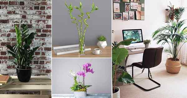 16 plantas de interior que mejoran la productividad