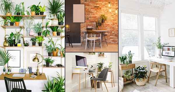 16 ideas de oficina en el hogar de plantas interiores