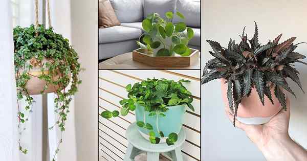 16 tipos y variedades de pilea para crecer en interiores