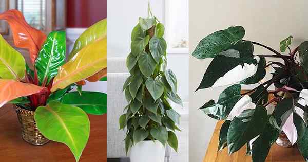 16 Tipos de Philodendron | Variedades de Philodendron de Indoor para crescer