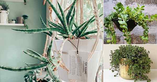 17 Beste Cascading Succulents für Home & Garden