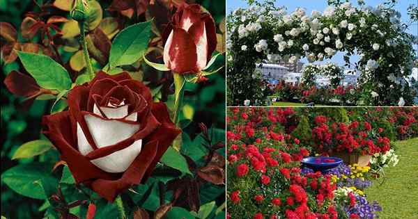 17 types de roses différents | Meilleures variétés de roses