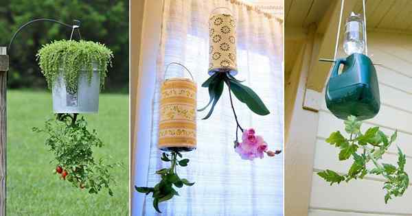 17 ideas de plantador al revés de bricolaje