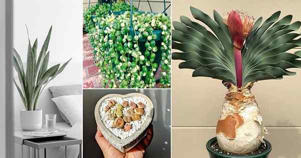 17 plantes succulentes qui n'ont pas besoin d'eau avant un mois