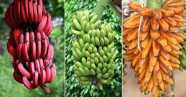 17 tipos de bananas | Diferentes variedades de banana