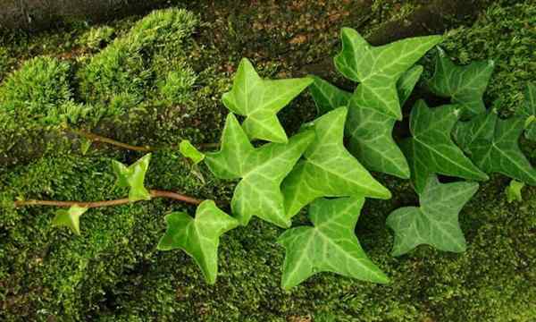 17 tipos de plantas de hiedra que debes conocer