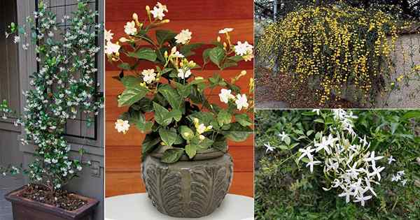 17 Jenis Bunga Jasmine | Varietas tanaman melati