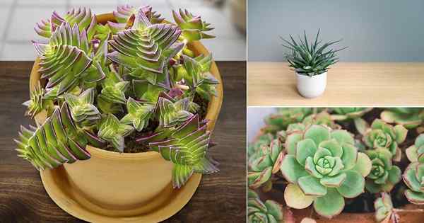 18 belles succulentes qui portent des chiots