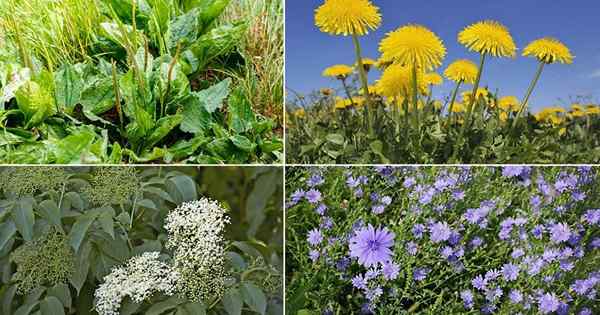 18 malas hierbas beneficiosas en un jardín y sus usos