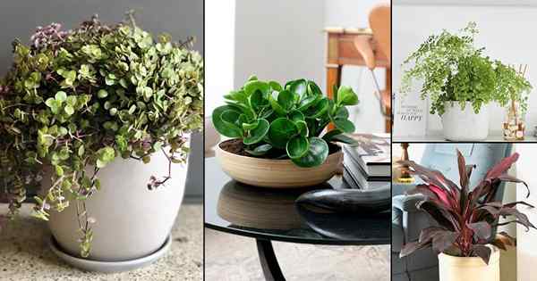 18 Plantas de interior de rápido crecimiento | ¿Qué plantas crecen rápidamente en interiores?