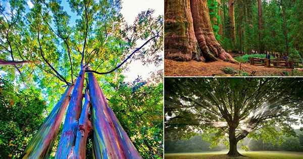 18 faits amusants sur les arbres que vous n'avez jamais connus