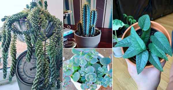 18 tanaman dalam ruangan dengan daun biru | Houseplants Dedaunan Biru