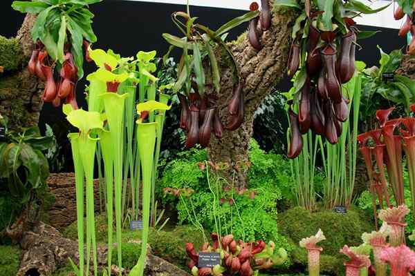 18 fakta gila mengenai tumbuhan karnivor