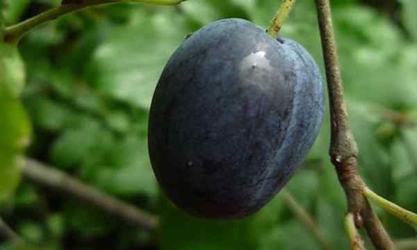 18 Types d'arbres à prunes favoris des fruits en fruits