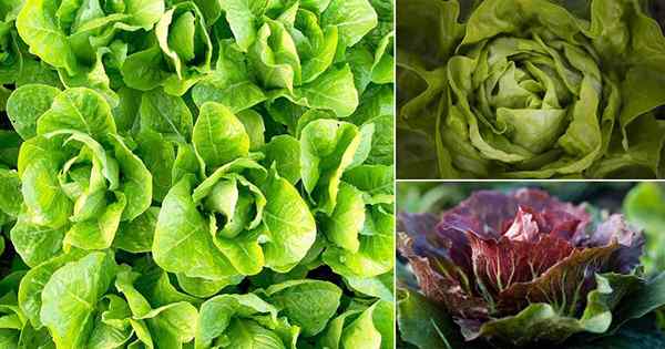 18 tipos de lechuga deberías crecer | Las mejores variedades de lechuga