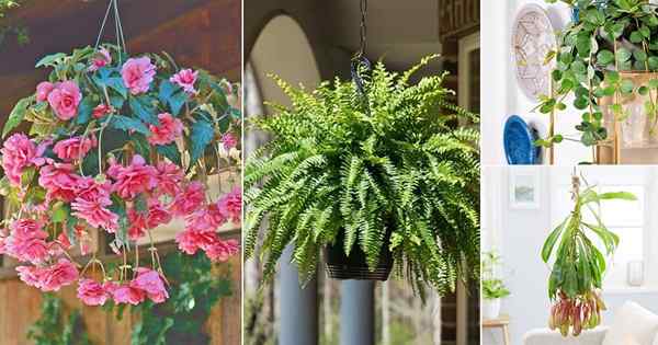 19 plantes d'intérieur qui ont l'air mieux dans les paniers