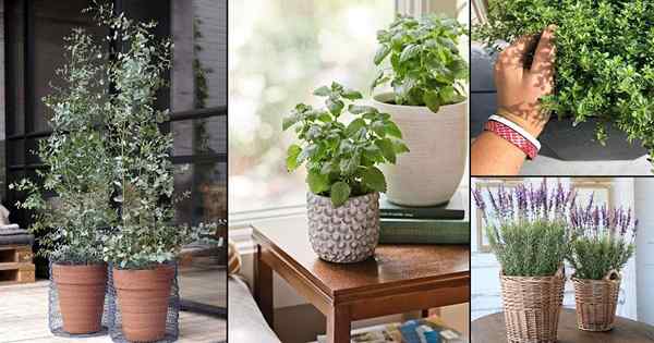 19 plantas que repelen las arañas | Plantas que mantienen las arañas alejadas