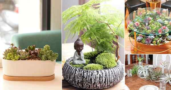 20 ideas increíbles de jardín de mesa diminutas