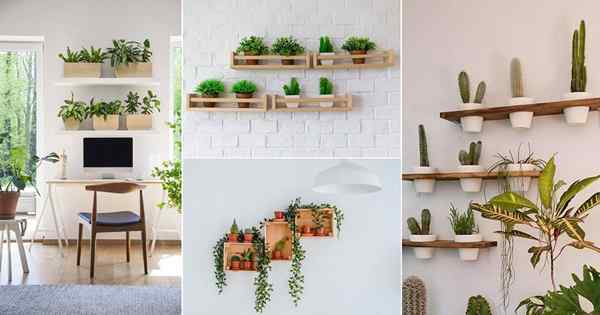 20 ideas de estanterías de plantas llamativas