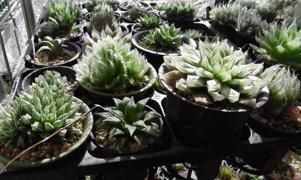20 Haworthia tipos succulentos muchas especies encantadoras