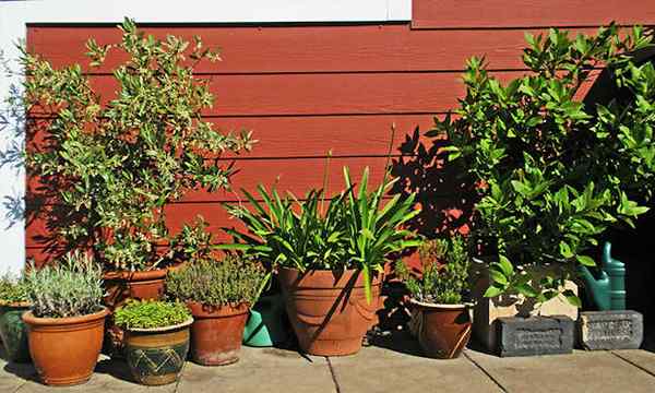 20 herbes méditerranéennes à pousser dans votre jardin