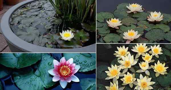 20 variedades de lirios de agua en miniatura para un jardín de agua de recipiente