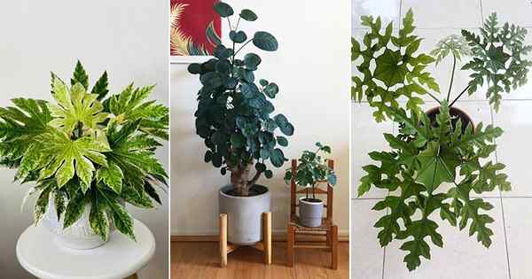 20 gambar paling indah di Aralia Houseplants