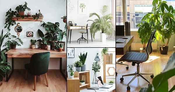 20 idées de décoration de bureaux pour l'environnement de travail vert