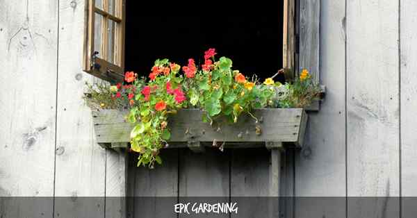20 perfekte Pflanzen für Ihre Fensterboxen