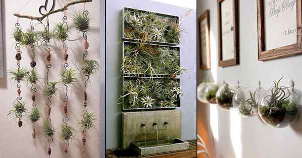 20 fotos de ideas de jardín mini vertical con plantas de aire