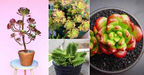 20 jolies succulentes qui changent de couleur