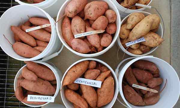 20 variedades de batata -doce que você vai adorar crescer
