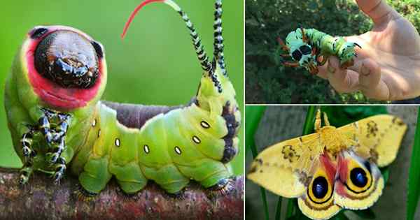 20 tipos de orugas verdes